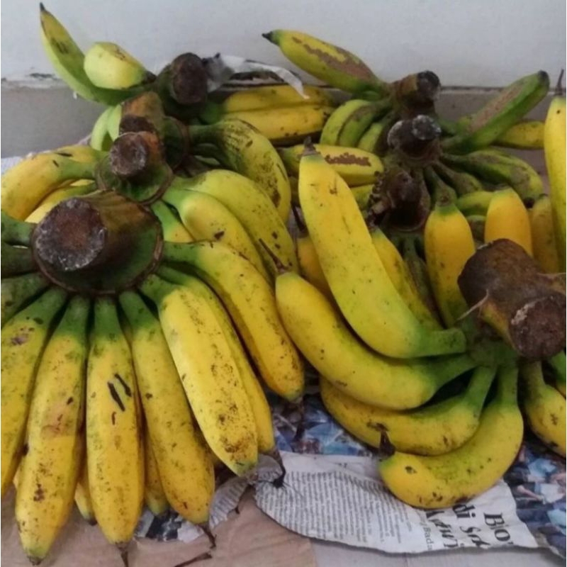 

Buah Pisang Uli Manis Freh