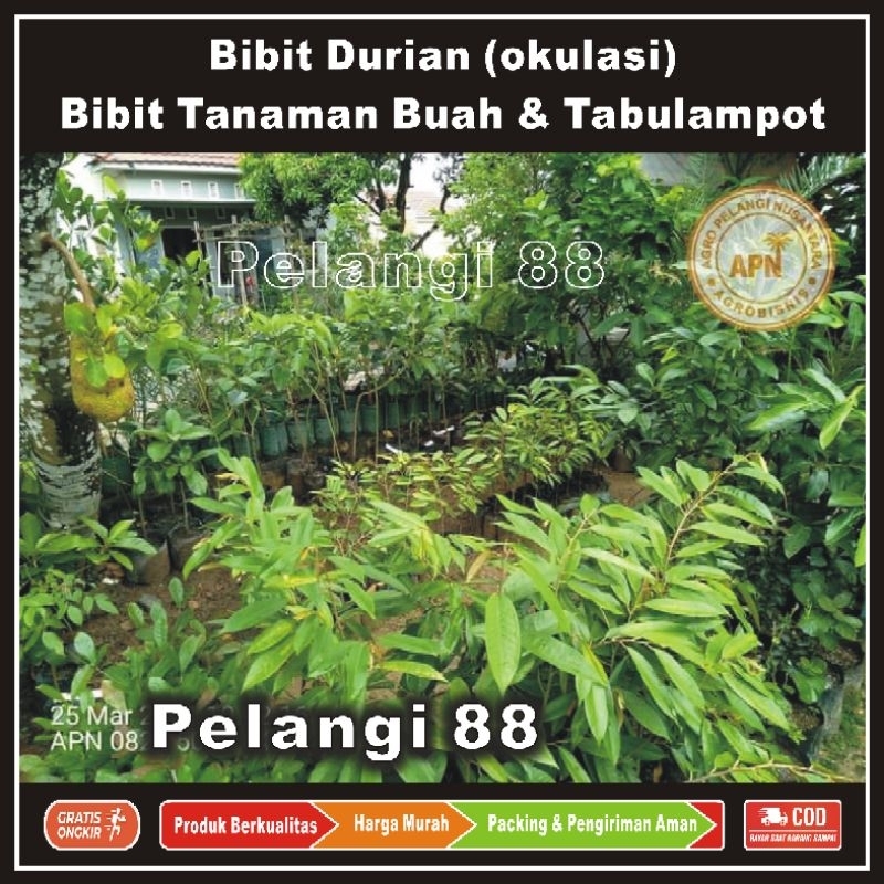 Bibit Durian , Bibit Buah Durian , Tanaman Buah Durian , Bibit Tanaman Buah & Tabulampot , Durian