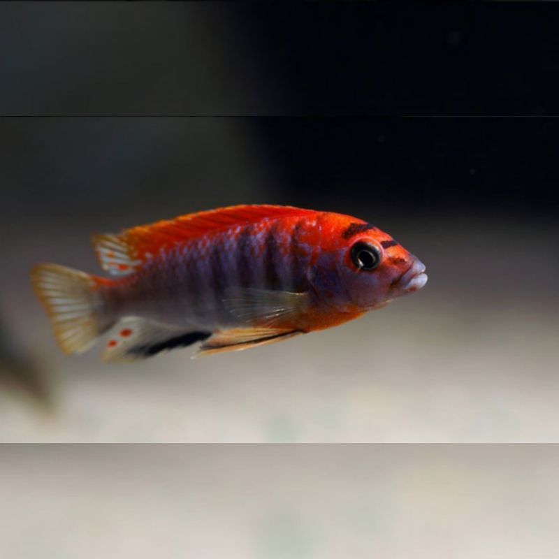 Red top hongi Cichlid