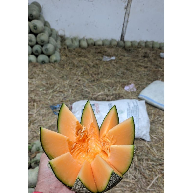 Melon Orange/Rock Melon