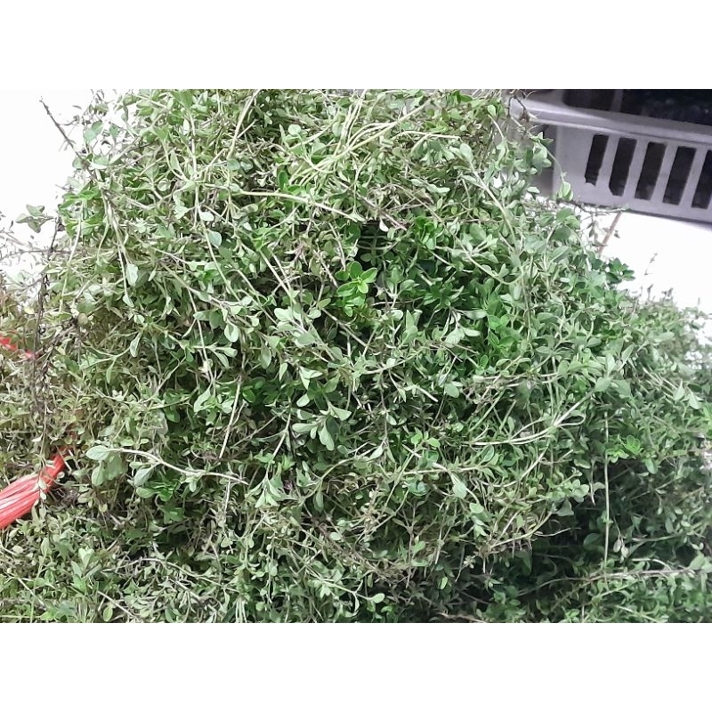 

Daun Tyme Segar Perpack Petik Segar