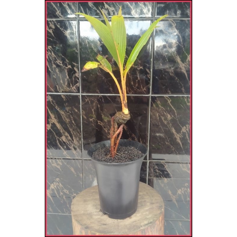 Bonsai mini kelapa gading oren