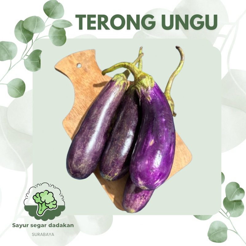

TERONG UNGU SEGAR