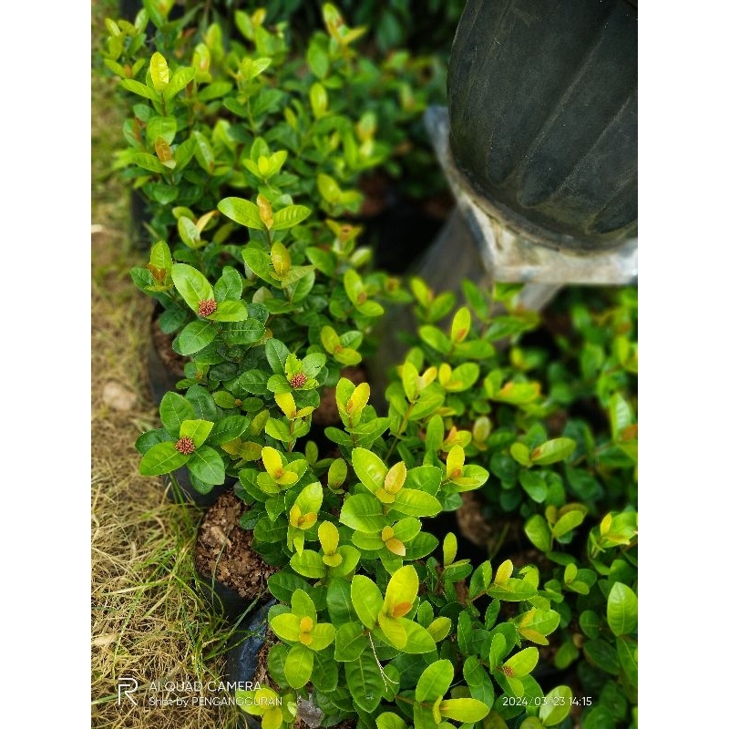 tanaman hias Asoka superbol merah bunga merah besar