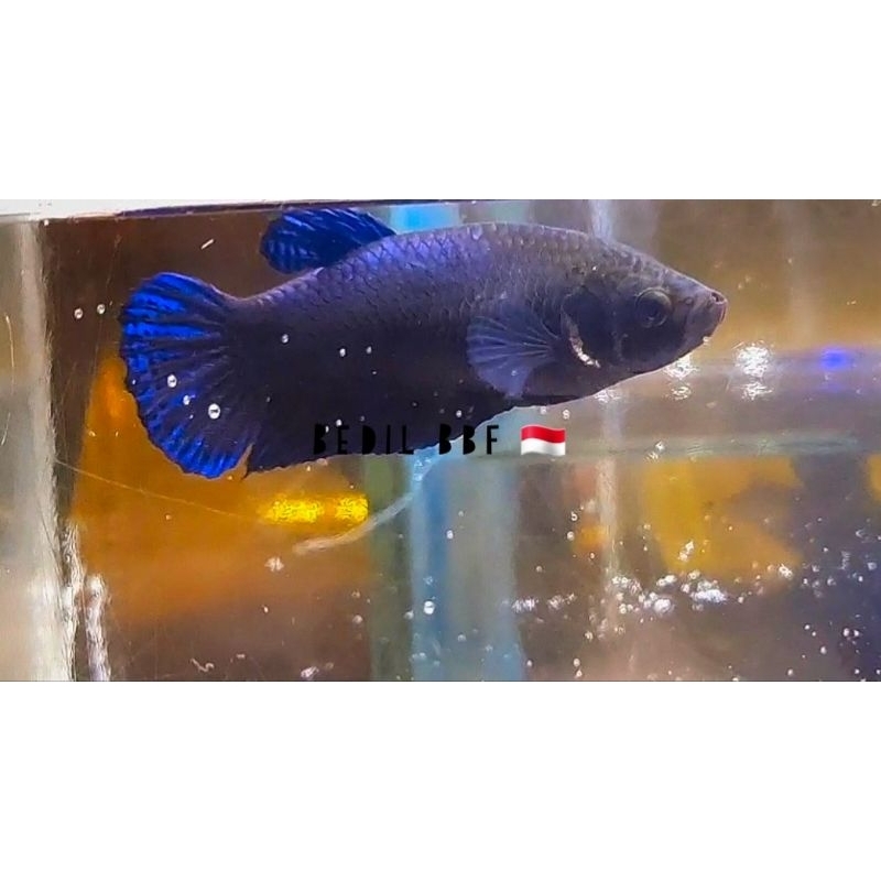 CUPANG ADU MDS/VIP FEMALE FULL TELUR