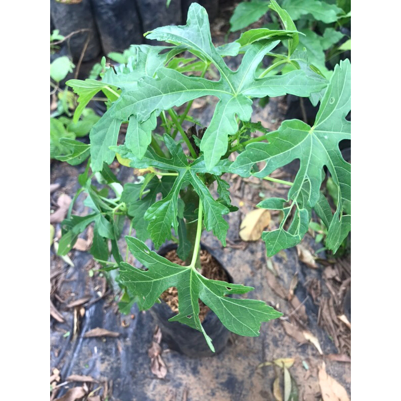 bibit pohon gedi | pepaya jepang | pohon gedi