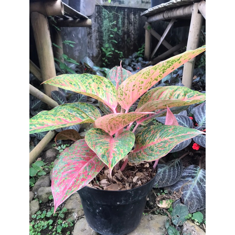 Tanaman hias aglonema big papa dewasa | aglo big papa