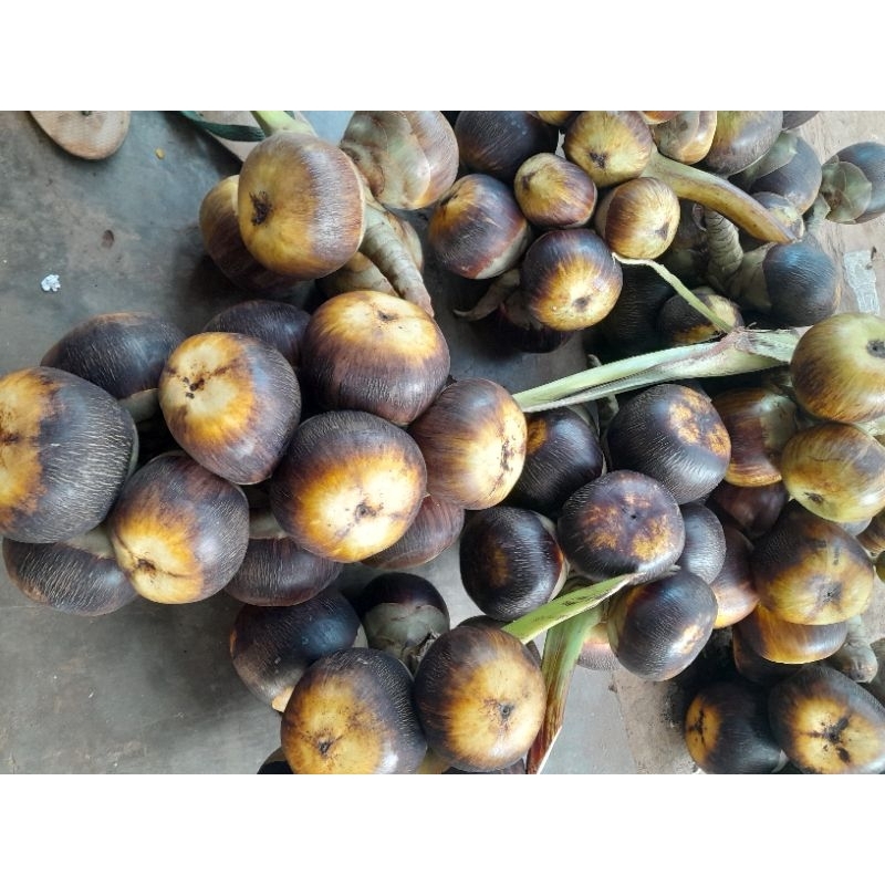 bual lontar/siwalan asli tuban harga 10000