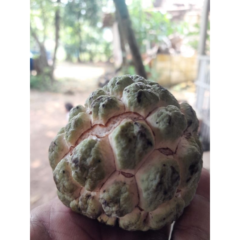 

BUAH SRIKAYA MADU 1kg (isi 5-6 buah)