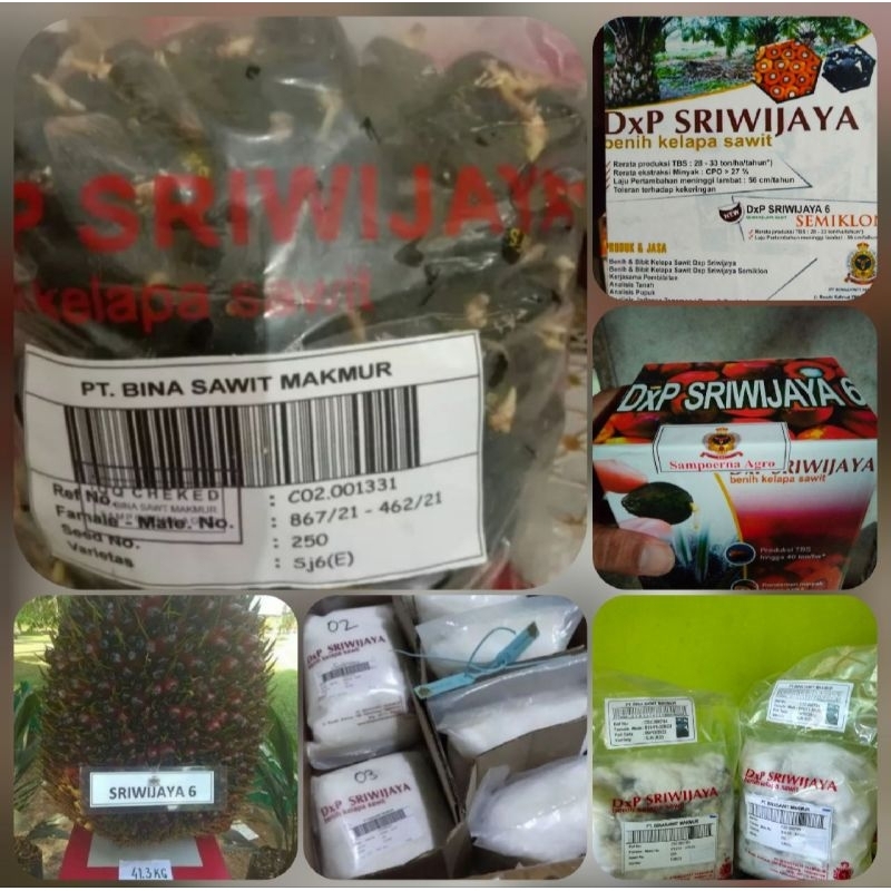 Benih bibit sawit DXP SRIWIJAYA 6 UNGGUL