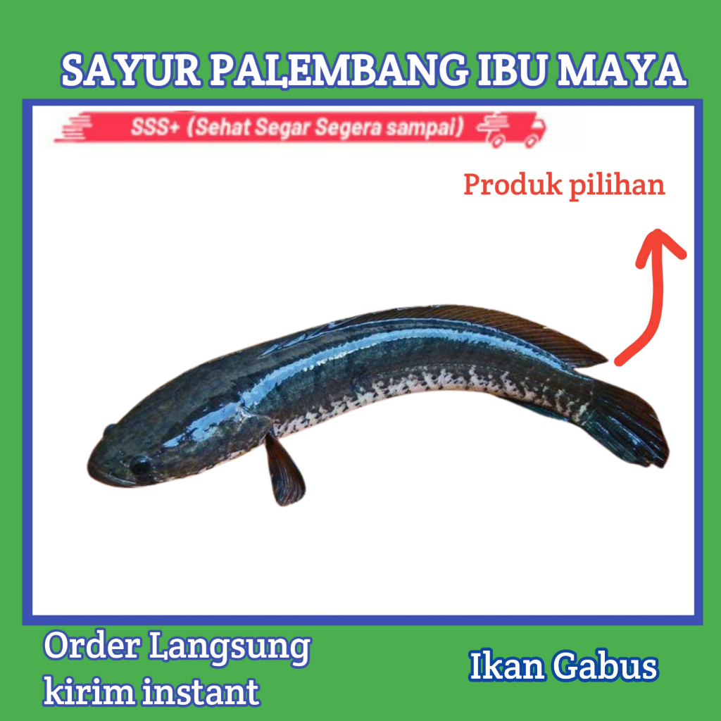 

Ikan Gabus Segar - Sayur Palembang ibu maya