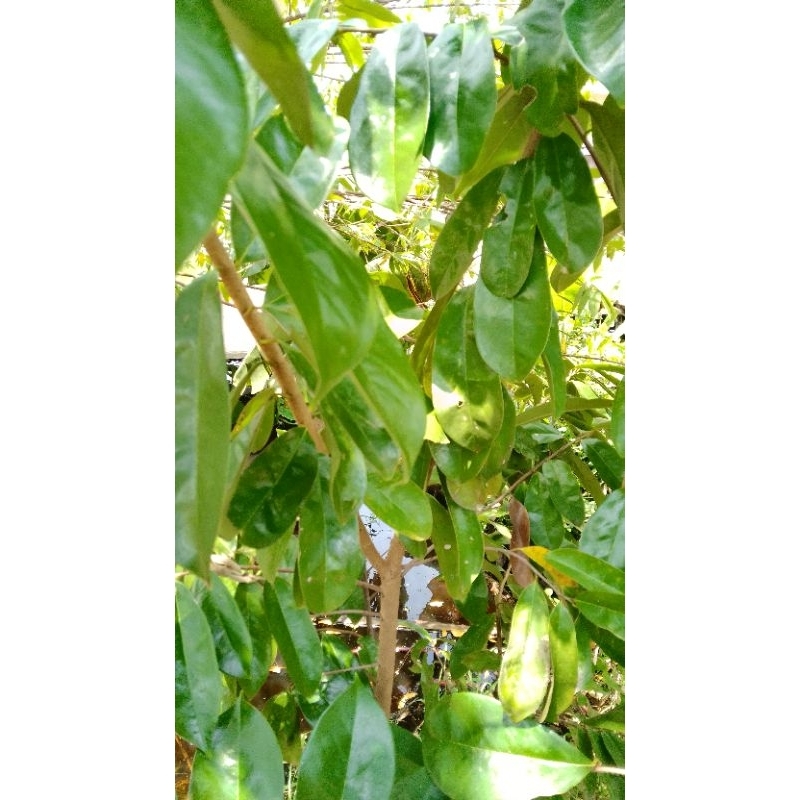 

Daun sirsak