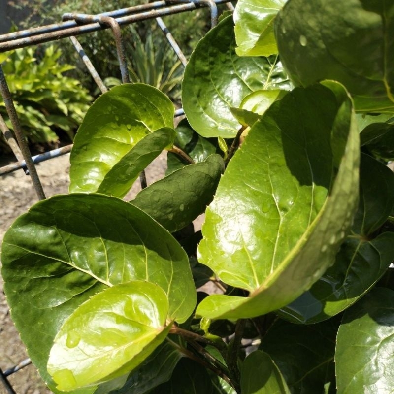 

Daun Mangkokan ( Mamangkokan ) Herbal Penghilang Bau Badan