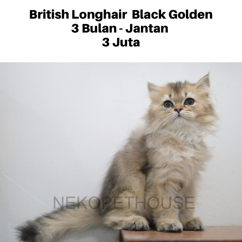 British Longhair Golden Anak Kucing Kitten