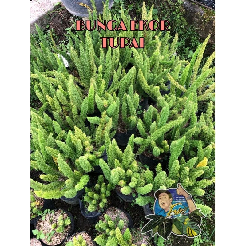 Asparagus densiflorus / Pakis ekor tupai / Pakis asparagus, atau Pakis buntut rubah (tanaman hidup d