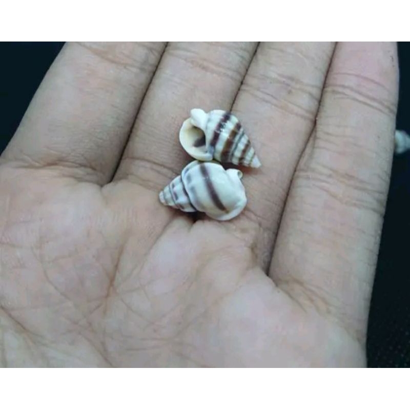 cangkang/kulit kerang/kelomang ulir ukuran kecil untuk kerajinan