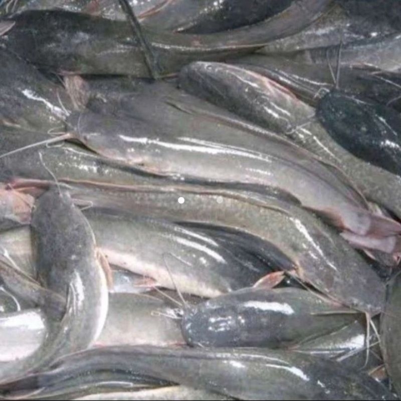 

ikan lele grosir 5kg @27.000/kg