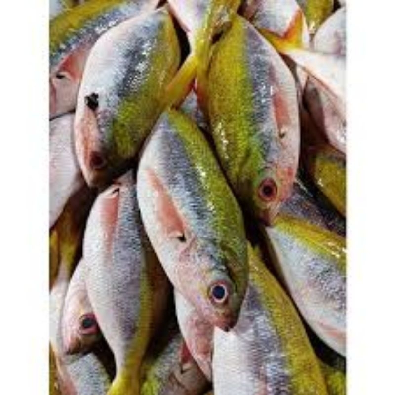 

Ikan timun kuning /ekor kuning 1 kg
