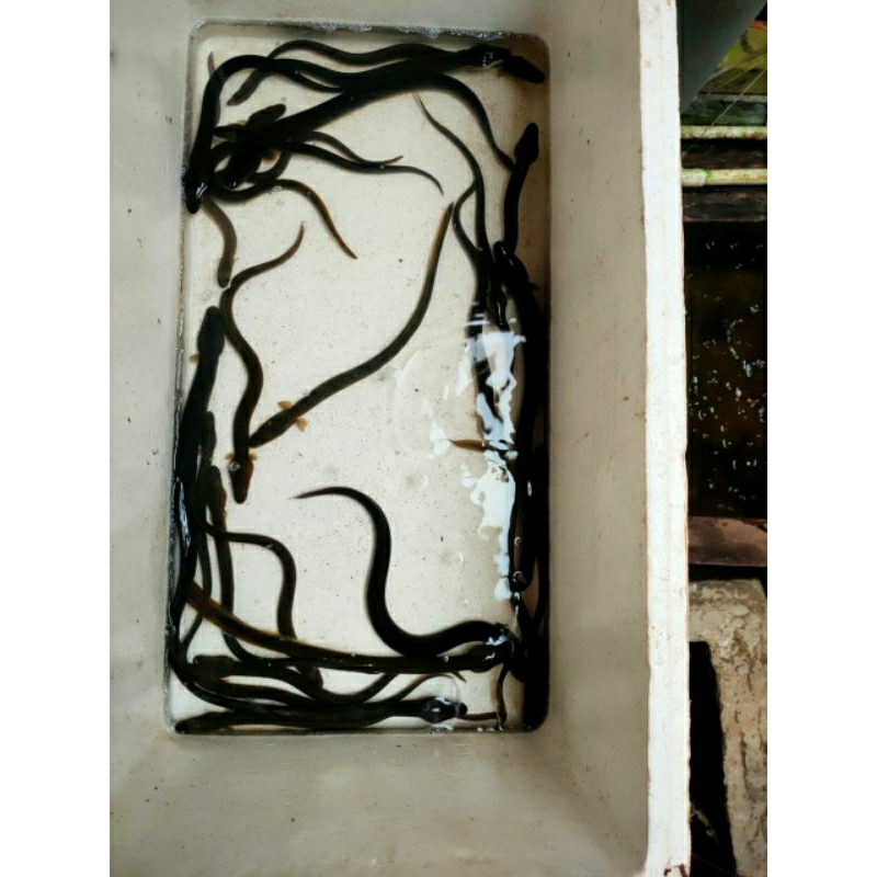 

Bibit ikan sidat budidaya berkualitas / unagi -+70 gr / ekor , fingerling, hias aquarium