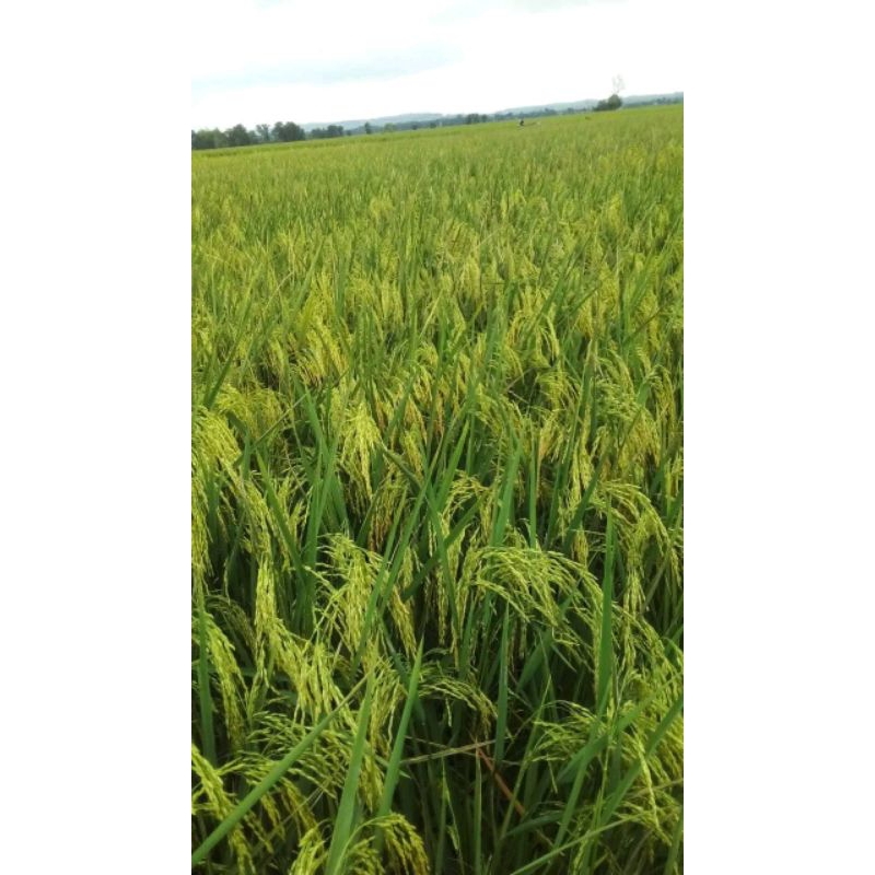 BENIH PADI SEMBADA 626 1KG