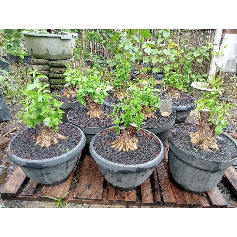 Bahan anting putri bonggol anting putri tanaman bonsai