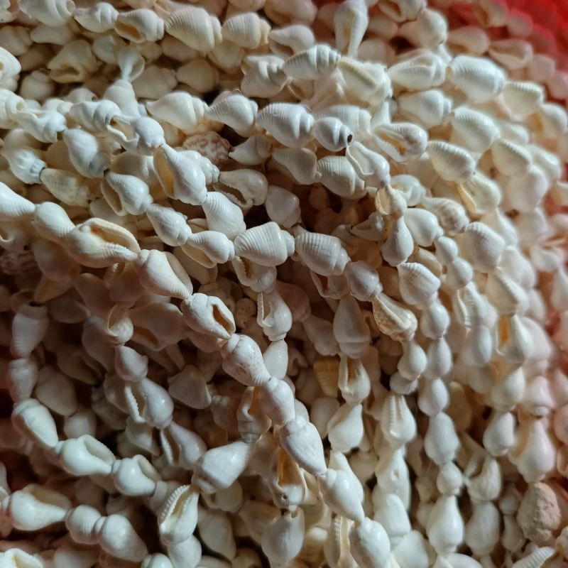 Kerang Tirai | Kerang Beras Berasan | Kerang Laut