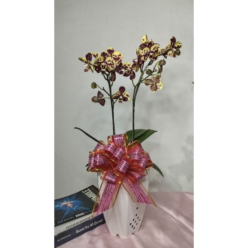 Rangkaian Anggrek Bulan Mini - Pot Plastik