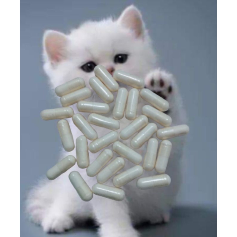 Immune booster kucing 30 kspsul