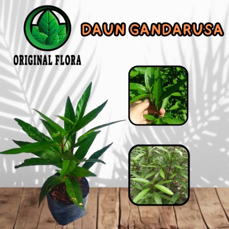 Bibit Tanaman Daun Gandarusa Ganda Rusa