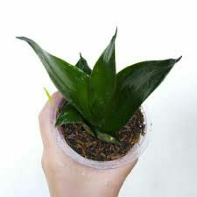 Tanaman Hias Sansevieria / Sansivera Green Mould / Black Dragon