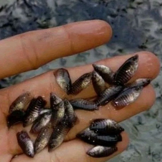 

Gurame Hitam Size Kuaci Kualitas Terbaik