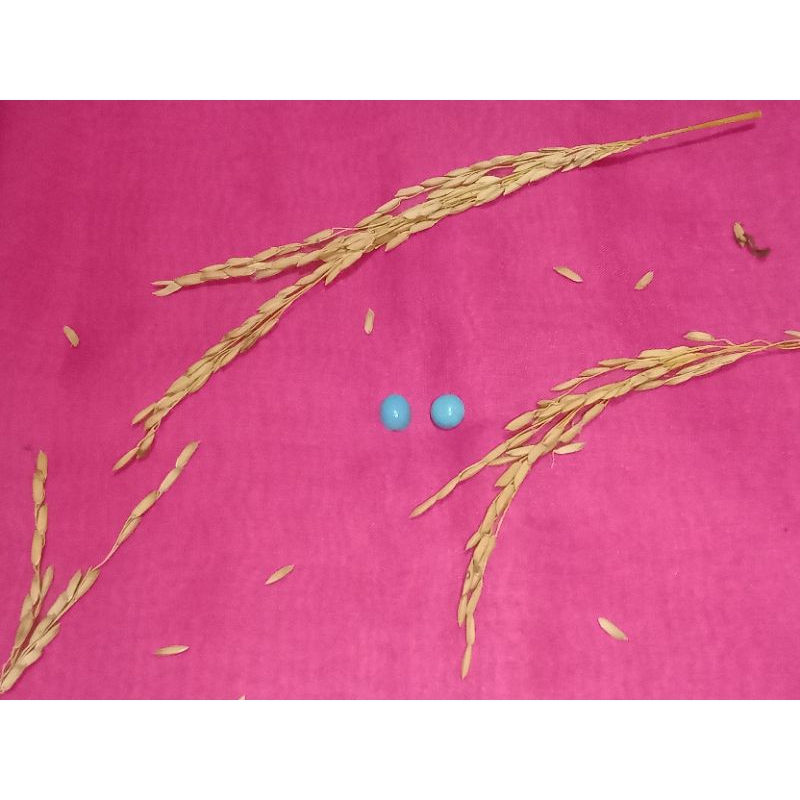 BATU GIOK BIRU SEPASANG HUSUS PEMIKAT LAWAN JENIS