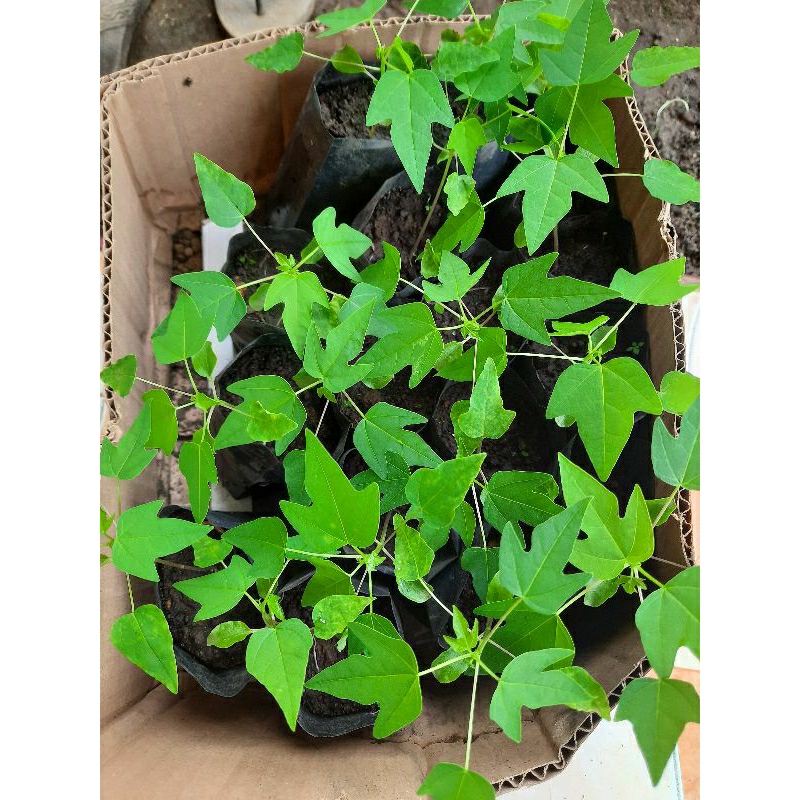 Bibit Pepaya Malaysia Siap Tanam