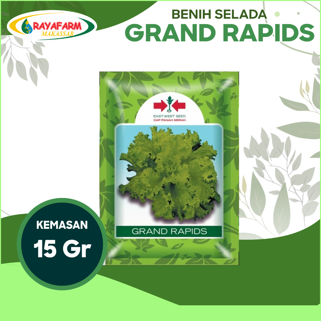 Benih Bibit Selada Grand Rapids 15gr - Panah Merah