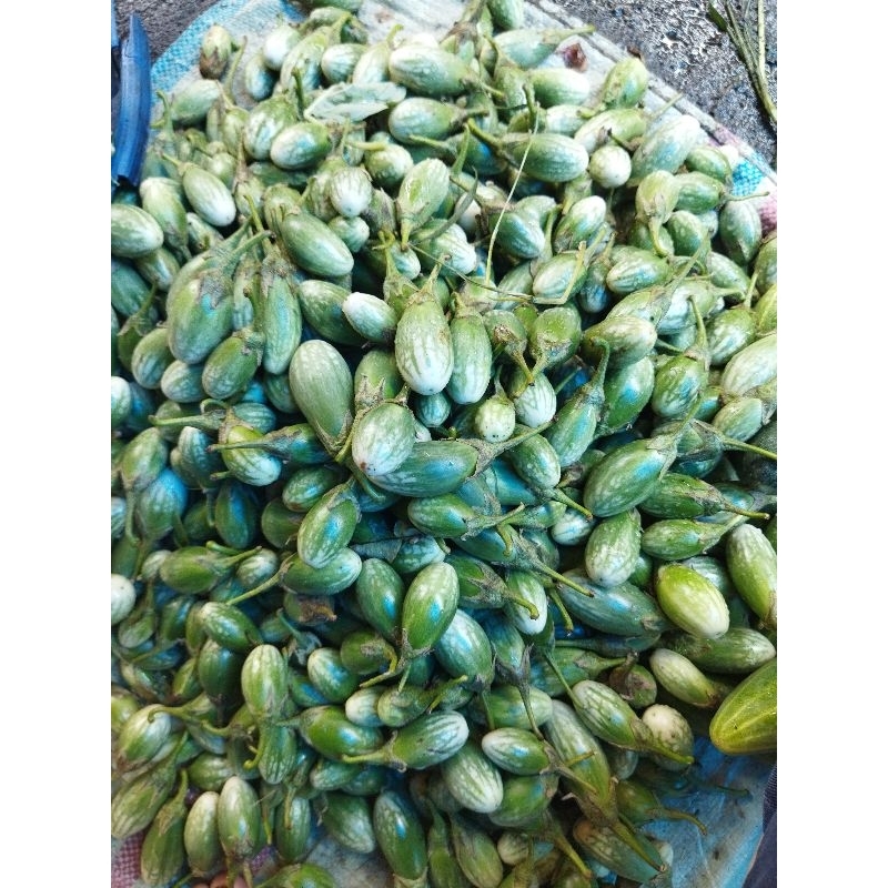 

Terong jempol