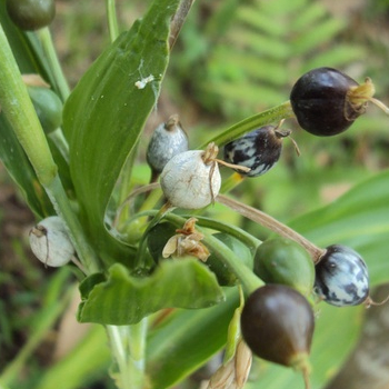 Gratis Bonus - 5 Bibit Benih Hanjeli