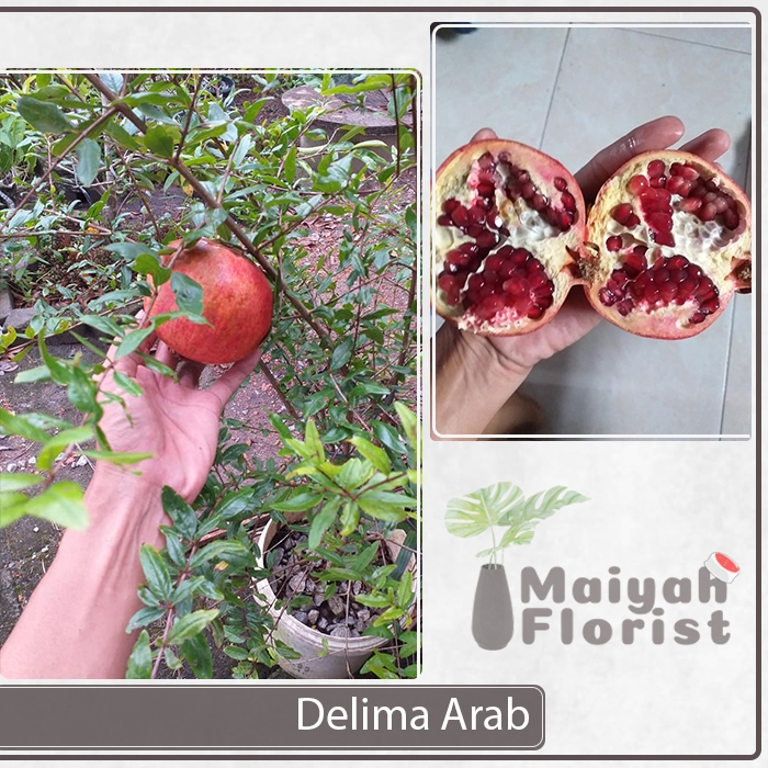 Bibit Tanaman Buah Delima Arab Thaif - Thoib - Biji Lunak - Delima Thoib