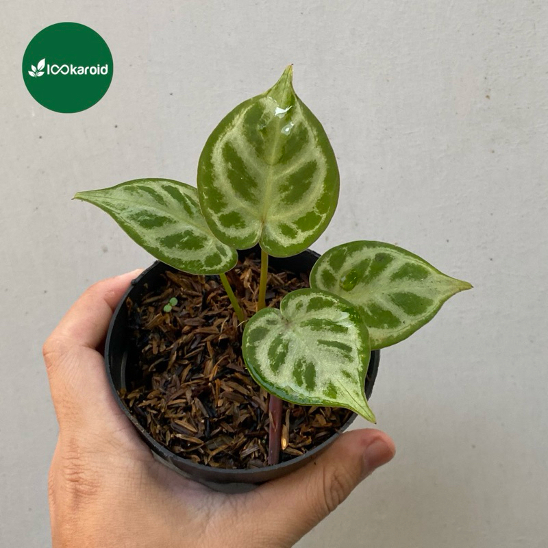 Tanaman Hias Anthurium Kuping Gajah Dorayaki x Silver Blush / Kuping Gajah Hybrid Dorsil