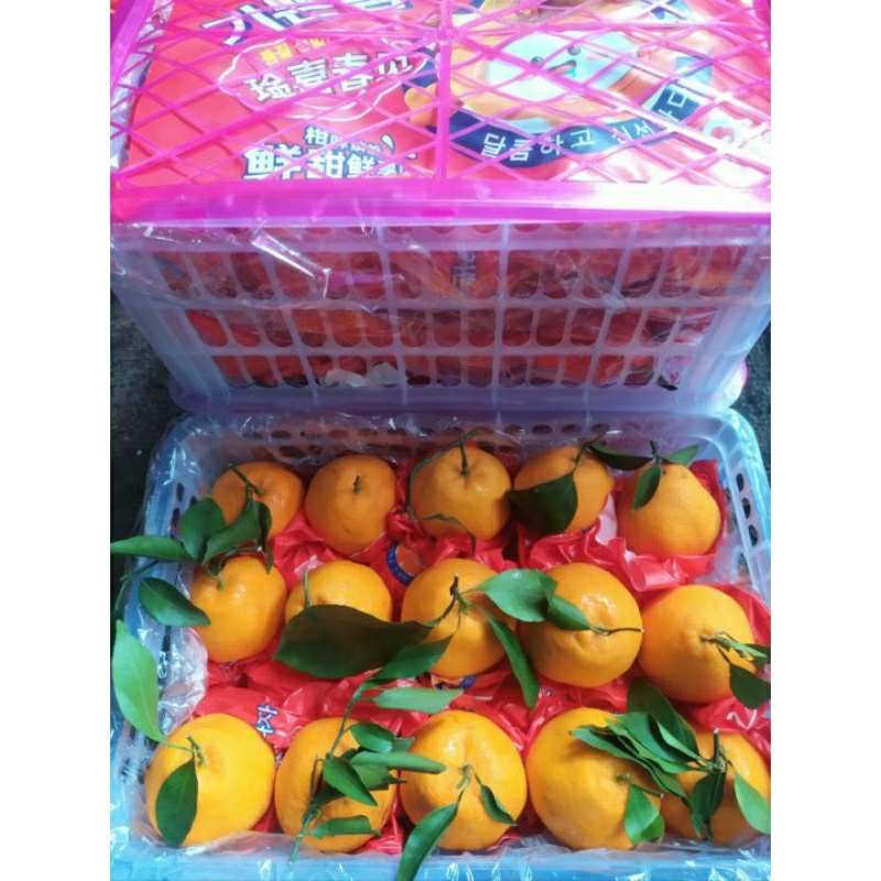 

jeruk dekopon daun xxl 6kg