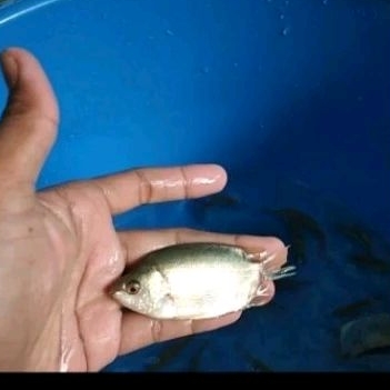 Bibit ikan tembakang konsumsi