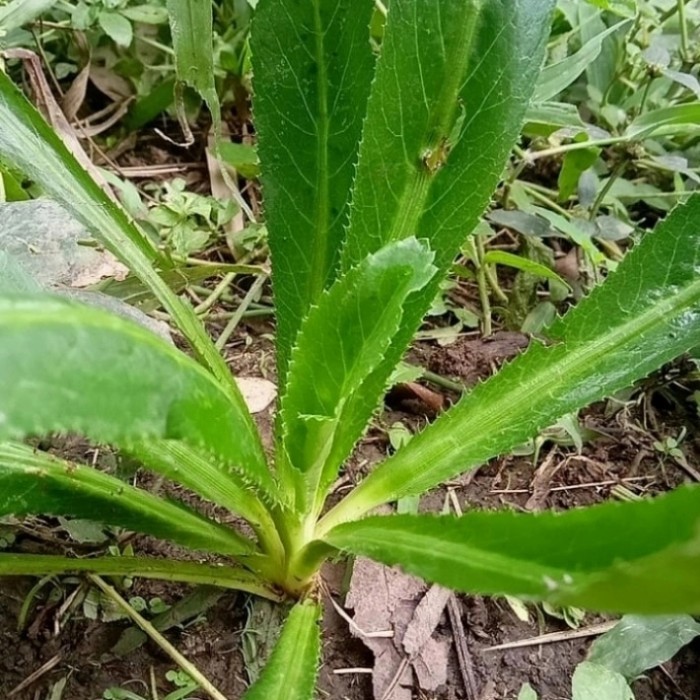 

Daun Walang Sangit/Daun Walang Geni 15 Batang, Bisa Untuk Obat Herbal Dan Bisa Untuk Campuran Umpan Memancing