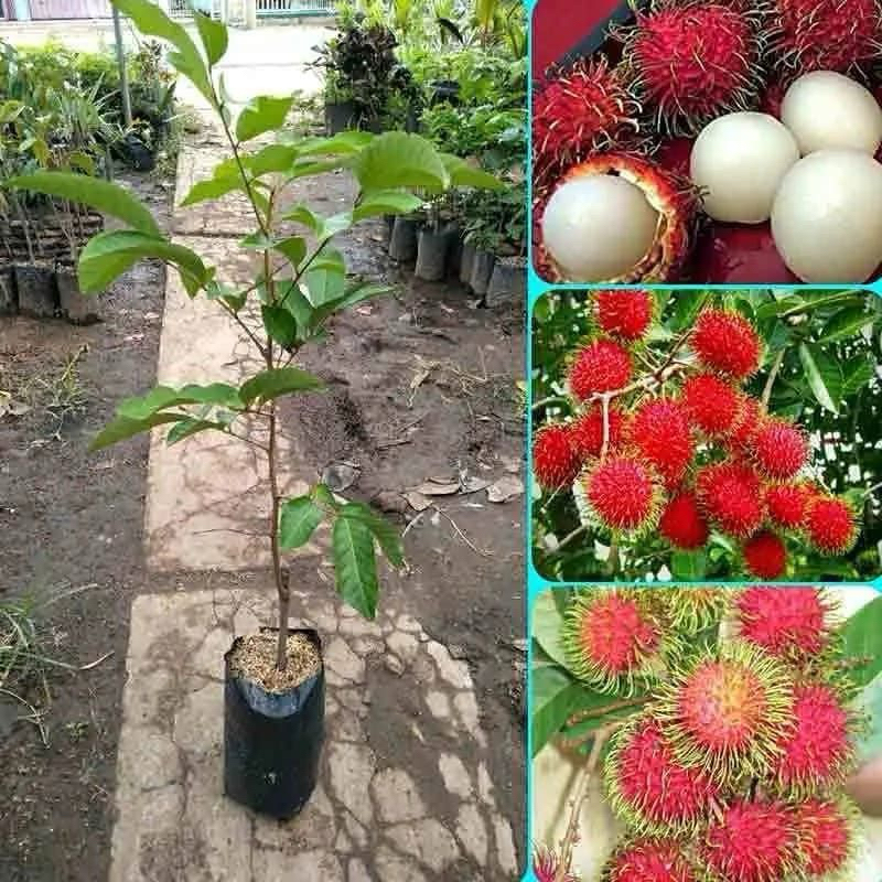 BIBIT RAMBUTAN BINJAI HASIL CANGKOK