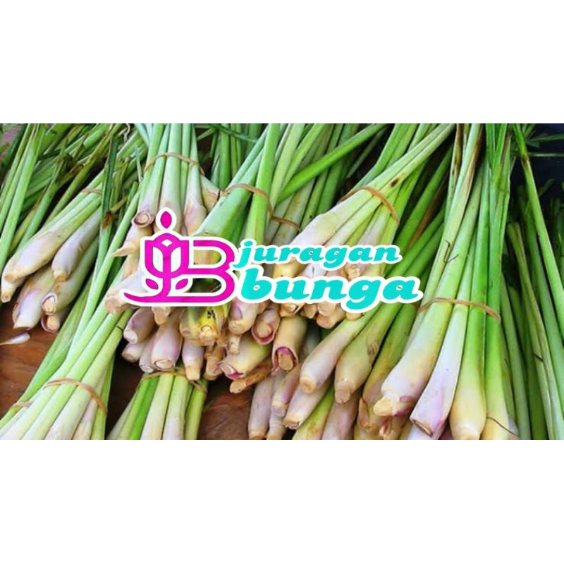 

bibit serai hijau polibag an