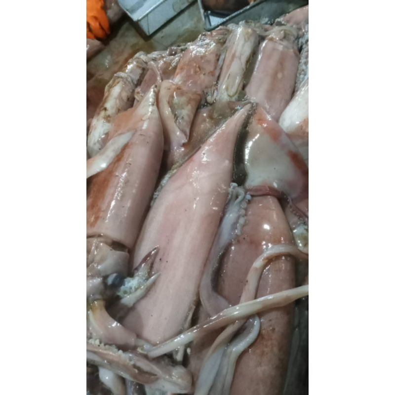 

cumi jumbo fresh