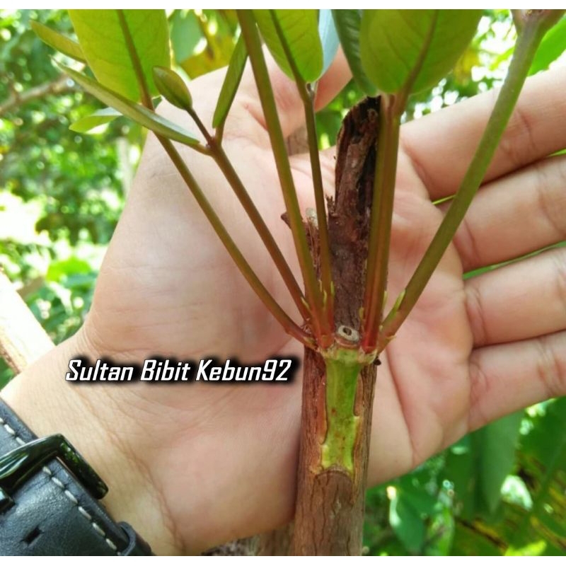 Entres Jambu Madu Super