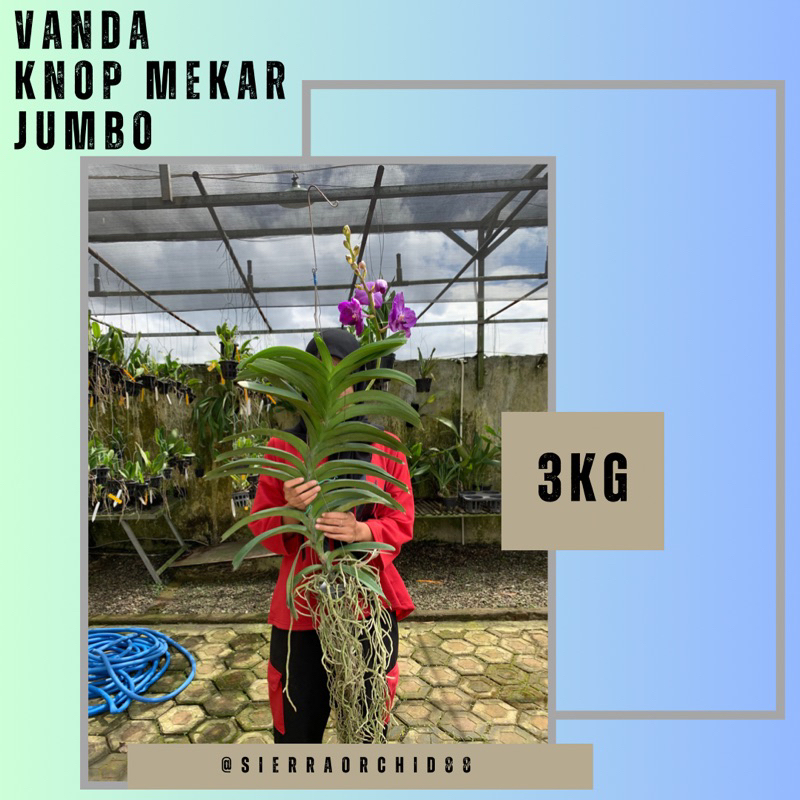 ANGGREK VANDA JUMBO B (3 KG)