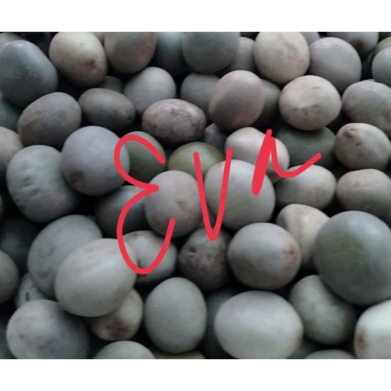 

biji gorek bagus 100 gram