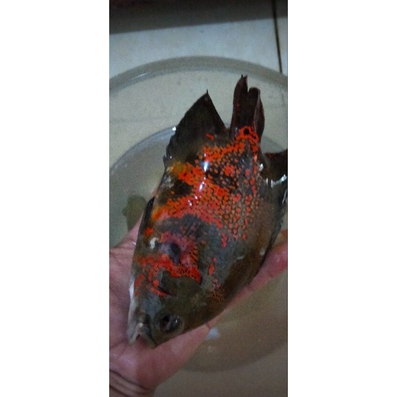 Oscar Tiger Short Body