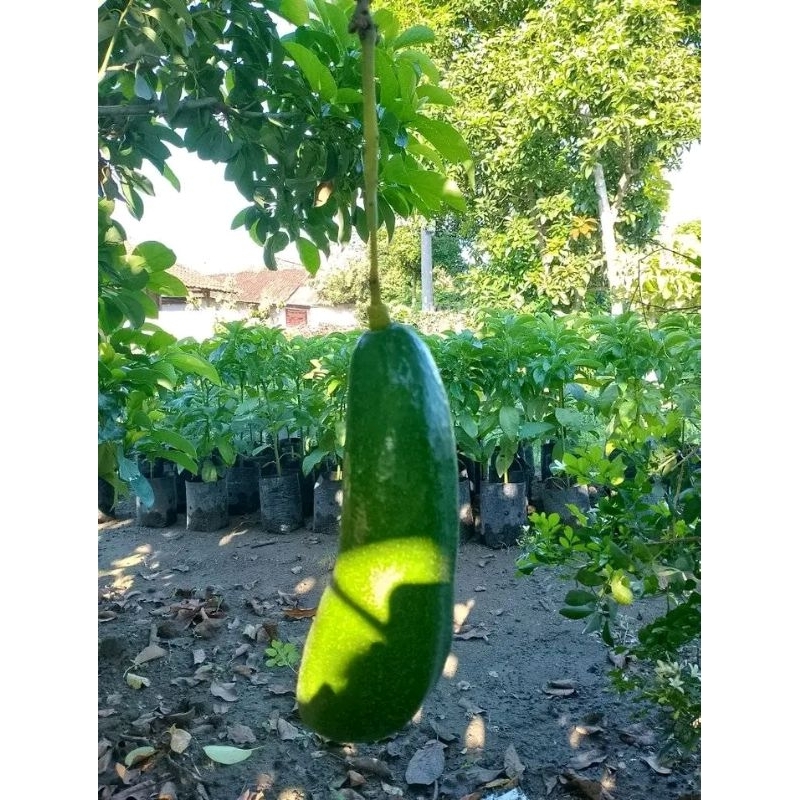 BIBIT ALPUKAT KELUD/SUBANG