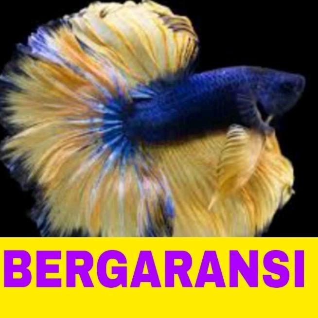 ikan cupang halfmoon sz L isi 10